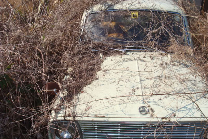 Exploring Rare Car Finds and Restoration Projects