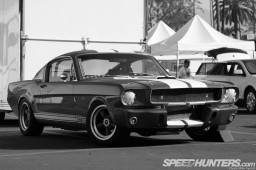 shelby10